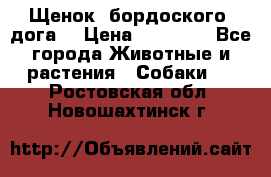 Щенок  бордоского  дога. › Цена ­ 60 000 - Все города Животные и растения » Собаки   . Ростовская обл.,Новошахтинск г.